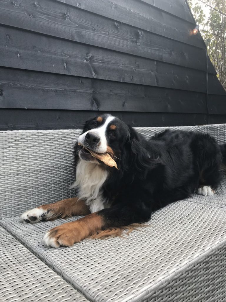 onze Berner Sennen hond Boyd