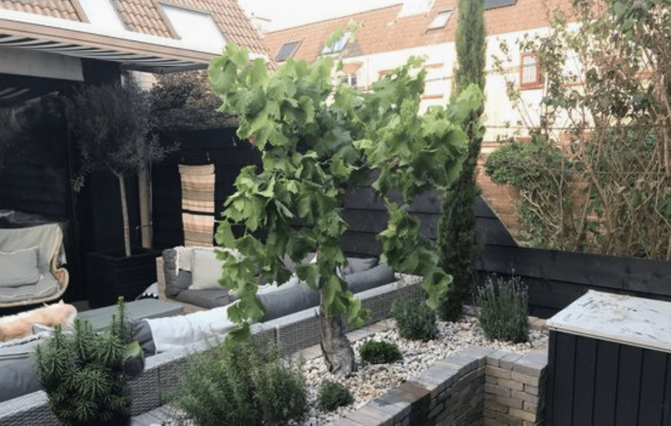 Beplanting doet heel veel voor een stoere tuin