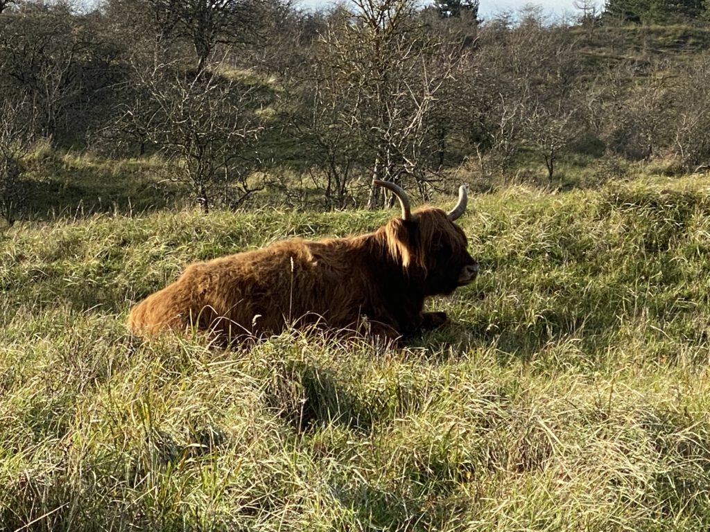 Schotse Hooglanders in de Kennemerduinen 