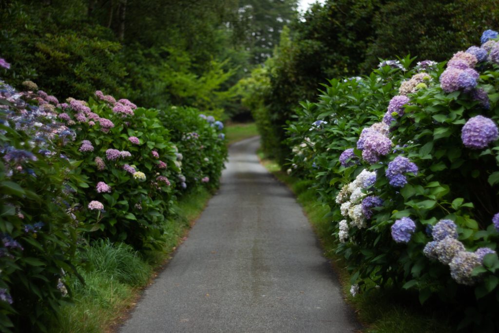 hortensia moederdag cadeau ideeën 