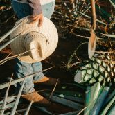 verschil tussen mezcal en tequila