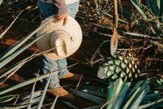 verschil tussen mezcal en tequila