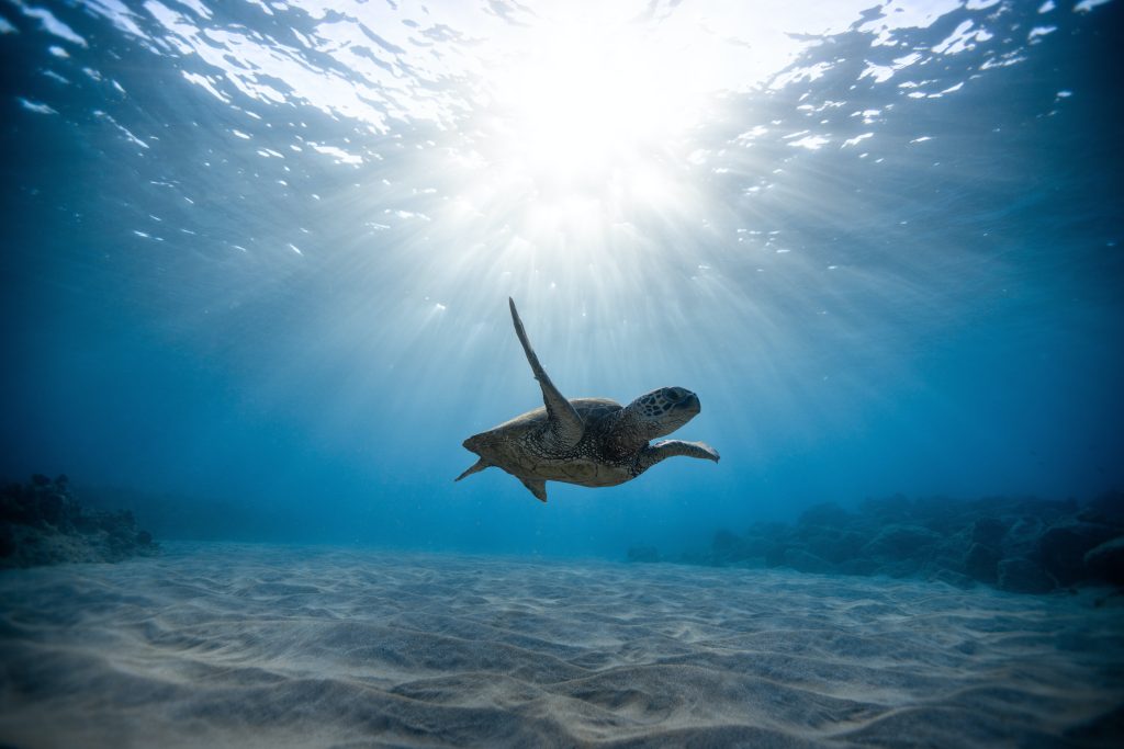 reef-vriendelijke / reef friendly / niet ecotoxisch producten zijn er belangrijk voor onze zeeën en oceanen